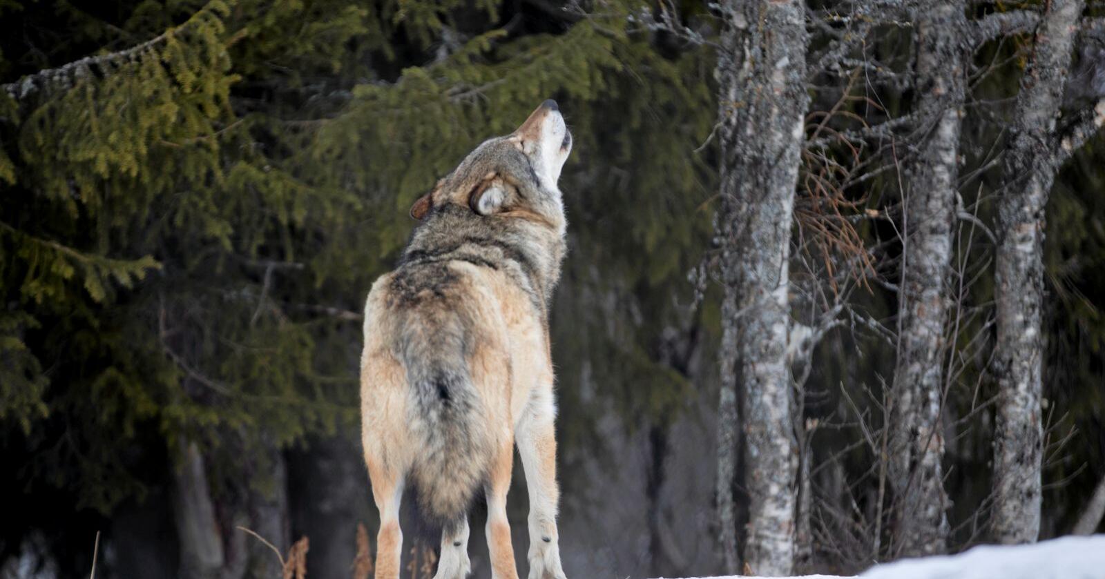 Inngjerda ulv: Denne ulven held til på Langedrag. Foto: Heiko Junge / NTB scanpix