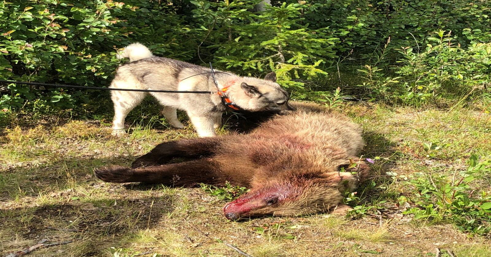 Det var en hannbjørn på rundt 2,5 år som ble felt i Tynset. Fylkesmannen ga muntlig tillatelse til skadefelling. (Foto: Privat)