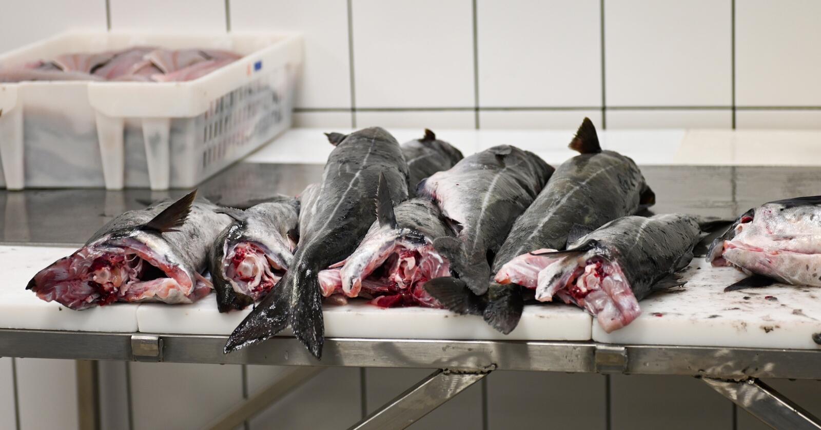 Mer fisk: Helsedirektoratet anbefaler 300–450 gram tilberedt fisk i uka for voksne, fordelt på middag to til tre ganger samt fisk som pålegg. (Foto: Marie Hatlevoll)
