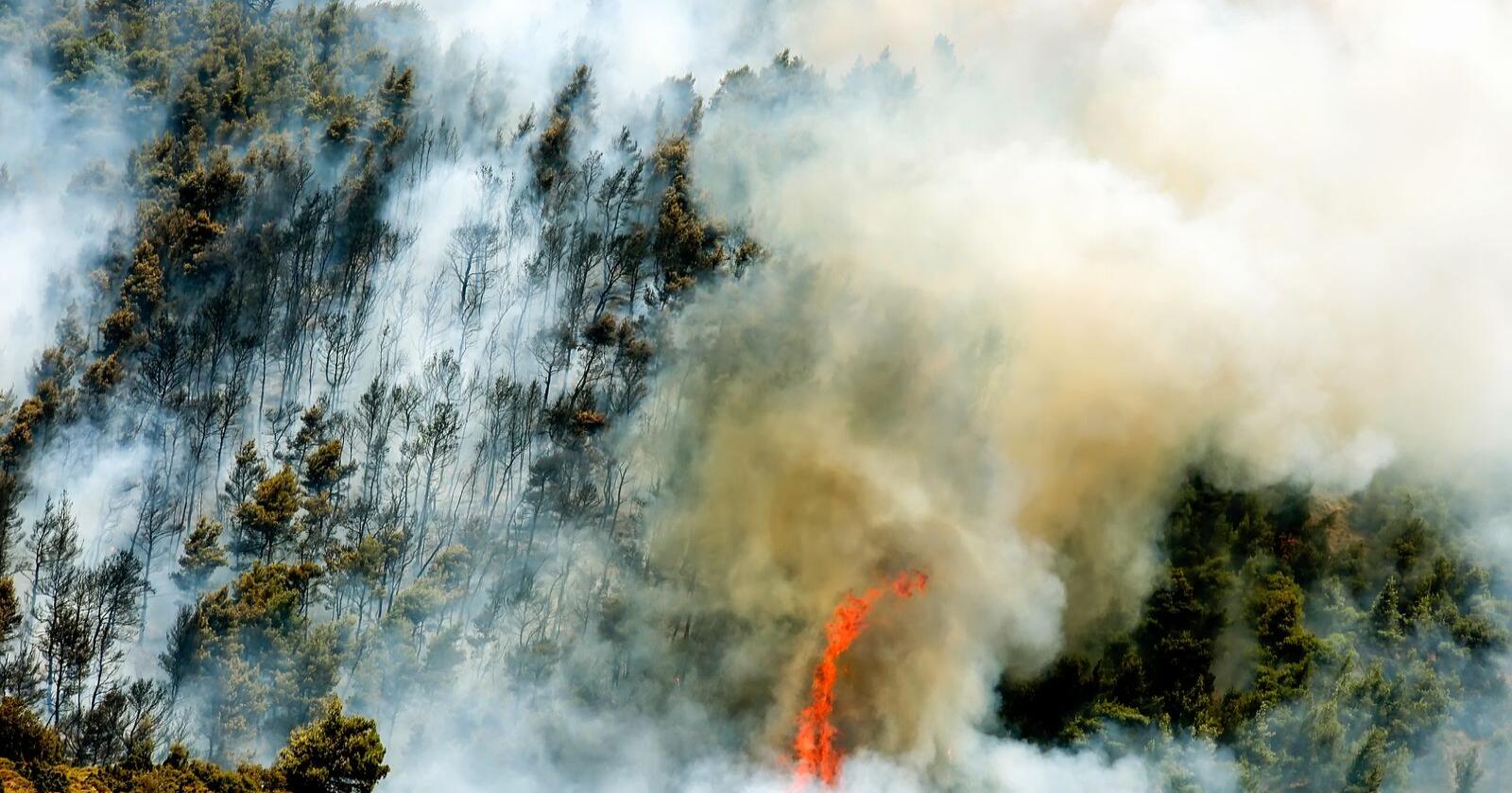 Katastrofe: Stadig flere land rundt Middelhavet (her Hellas) herjes av omfattende skogbranner og rekordhøye temperaturer. Foto: Shutterstock