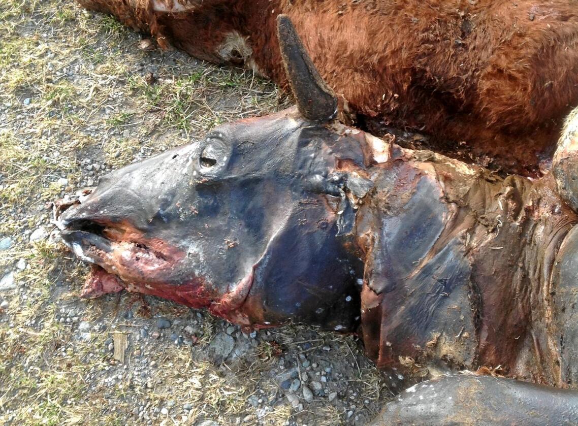 Dette er et eksempel på en sak med alvorlig vanskjøtsel av storfe. Det viser dyr som er døde på grunn av mangel på mat og vann. Bildene er fra noen få år tilbake. Foto: Mattilsynet