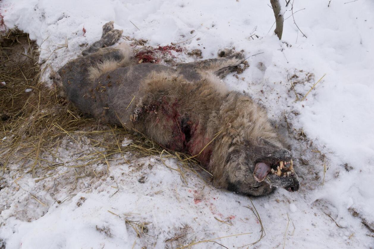 Ulven som ble skutt i Enebakk. Foto: Gunnleik Seierstad/Enebakk Avis