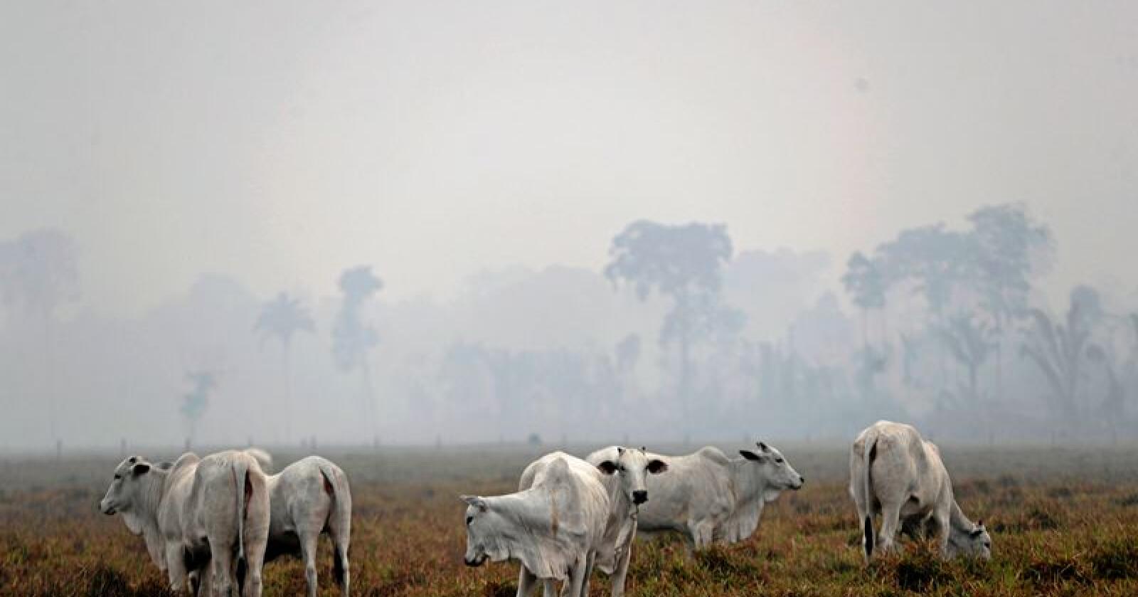 Forsvinner: Regnskogen i Brasil forsvinner hurtig som følge av både kjøttproduksjon og nedbrenning. Foto: Eraldo Peres/AP/NTB scanpix