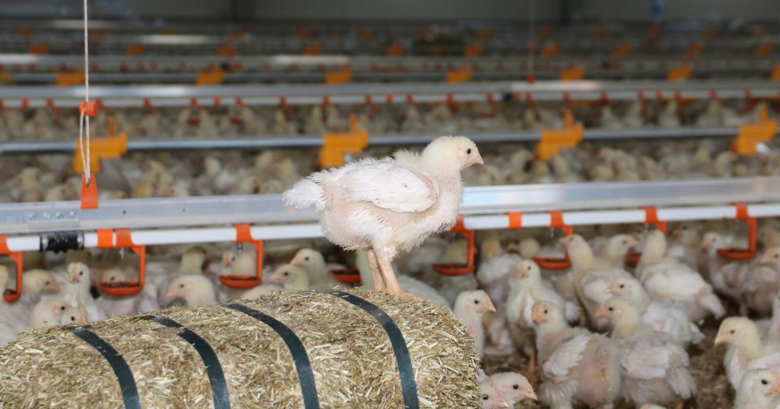 Hubbard: I 2018 lanserte Rema 1000 kyllingrasen Hubbard. Den bruker vel ei uke lengre tid på å nå slaktevekta enn Ross-kyllingen, og Rema reklamerte med at den gjør norsk kyllingproduksjon mer dyrevennlig. (Foto: Øystein Heggdal)