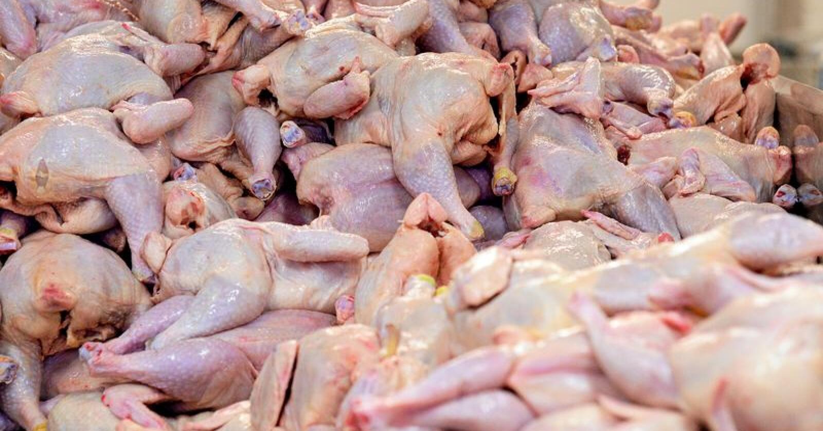 Mattilsynet avdekka ved et tilsyn den 18. juli i år at en kylling passerte to ansatte, med hode på, uten at de så det på Nortura Hærland. Foto: Siri Juell Rasmussen