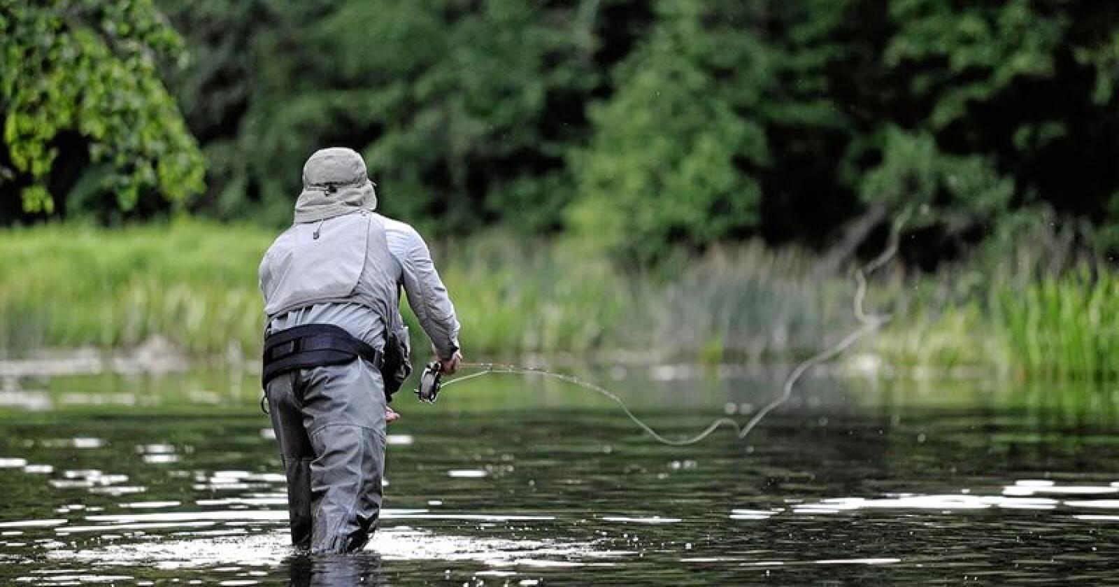 Norsk institutt for naturforsking bed fiskarar meldefrå dersom dei får pukkellaks på kroken. Foto: Norske lakseelver