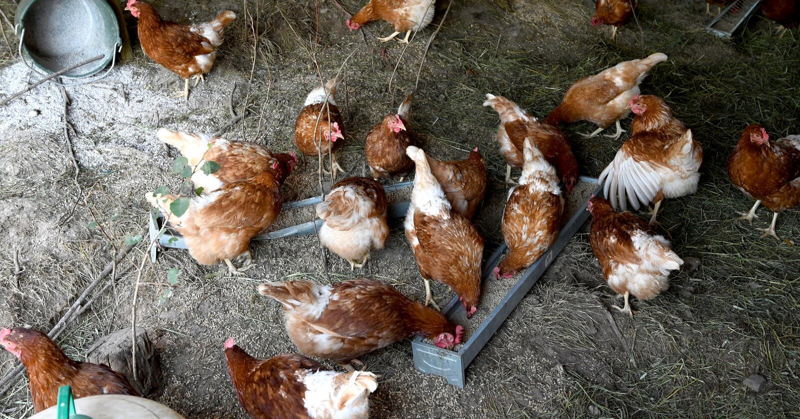 Om lag 7000 høns ble i forrige uke avlivet etter at høypatogen fugleinfluensa ble påvist i besetninga. Foto: Mariann Tvete