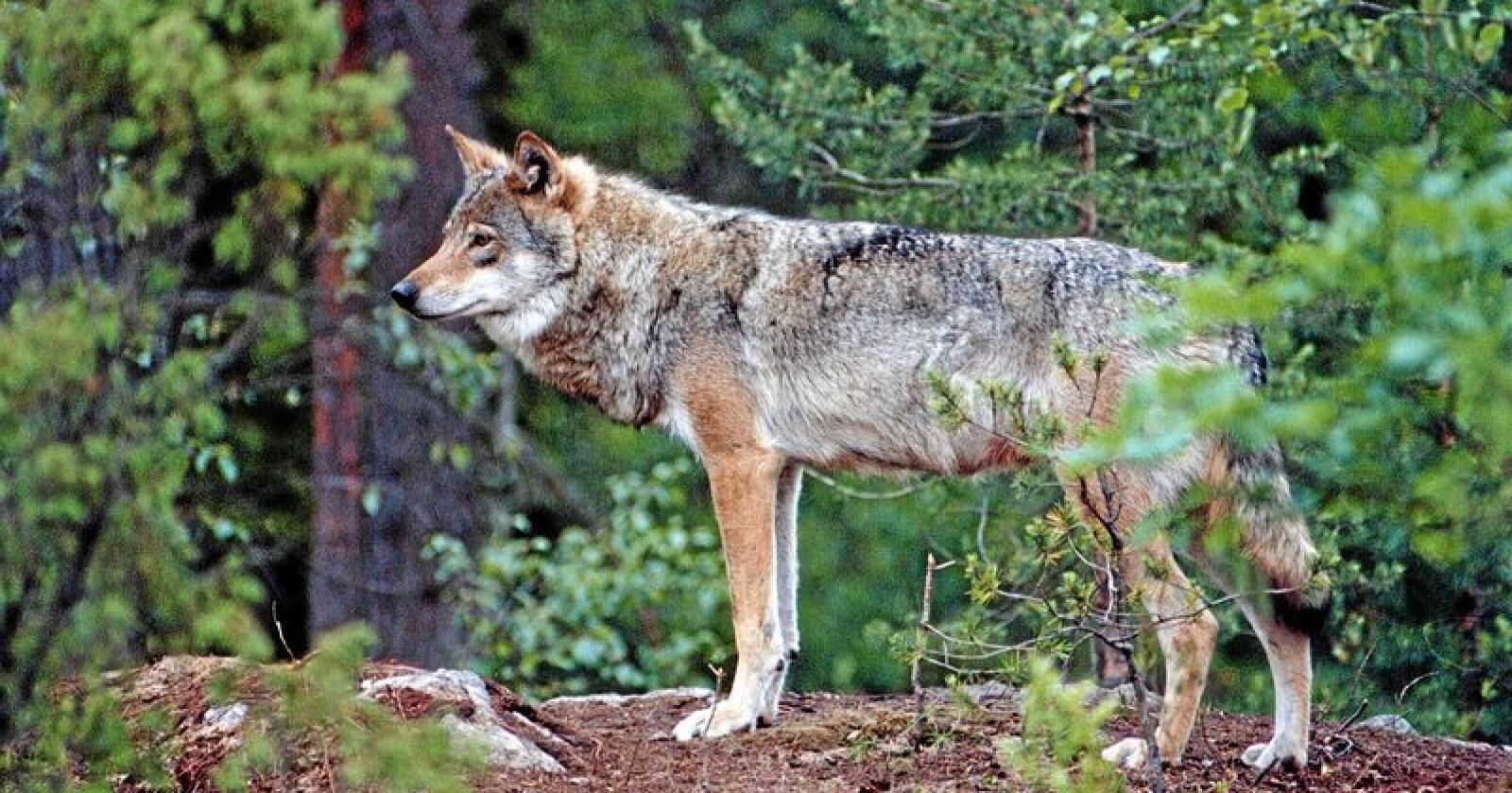 Antallet ulv som kan felles utenfor ulvesonene er nå vedtatt. Foto: Gorm Kallestad / NTB scanpix