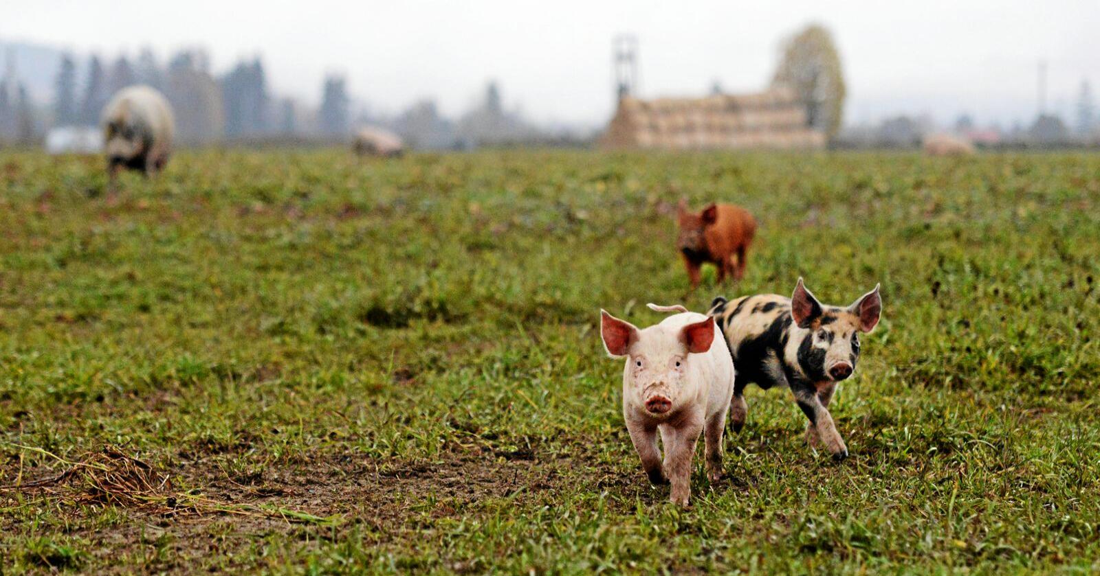 Økologiske svinebønder kan ikke lenger bruke ikke-økologisk fôr, men det åpnes heller for import av økologisk fôr inntil produksjonen i Norge har normalisert seg. Foto: Siri Juell Rasmussen