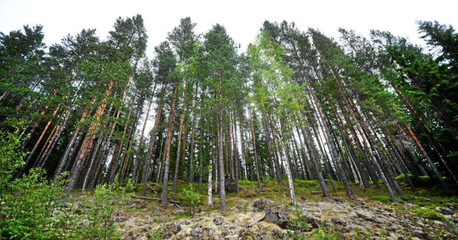 Regjeringen verner skog og tar et skritt nærmere målet om å verne ti prosent av skogarealet. Foto: Siri Juell Rasmussen