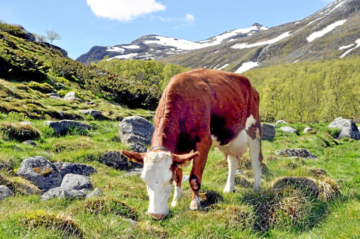 Utmark: Klarer vi å sende kua ut i utmarka igjen, får vi ikke bare sunnere melk og kjøtt, men også kulturlandskap og klimakutt, skriver kronikkforfatteren. Foto: Hilde Lysengen Havro