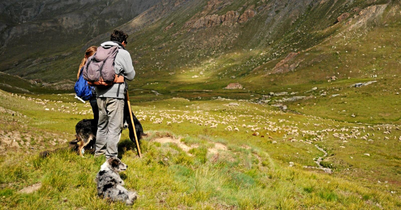 En gjeter med hund skuer utover beitende sauer i de franske Alpene. Foto: Cerpam