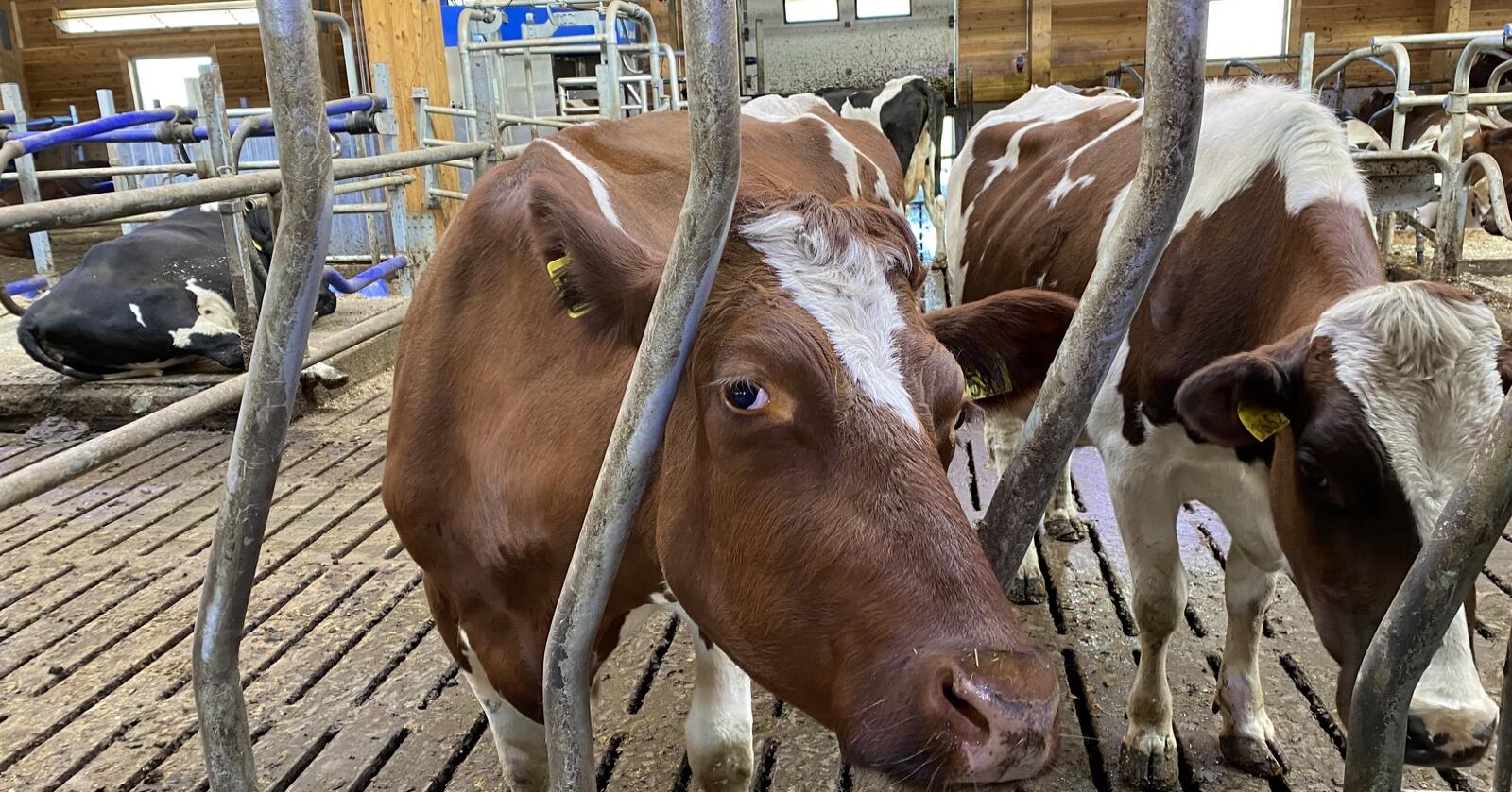 Mange aktive melkeprodusenter har store kostnader til jord- og kvoteleie. Grytten-utvalget foreslår å inkludere disse kostnadene i Totalkalkylen. Foto: Camilla Mellemstrand