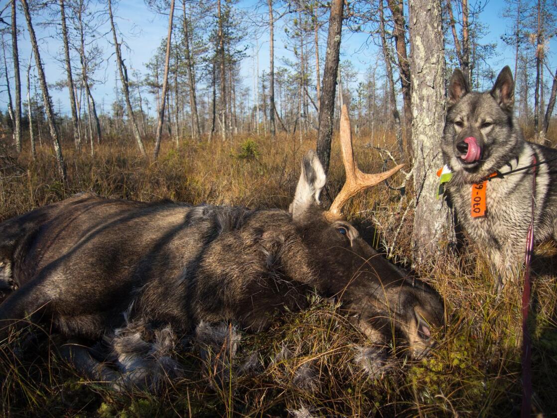 Stadig flere jaktlag i Sverige velger å stanse elgjakten midlertidig etter flere ulveangrep på hunder. Illustrasjonsfoto: Mostphotos