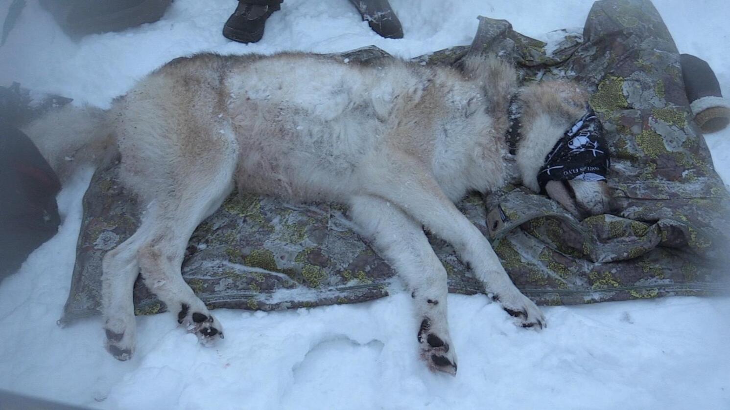 Ulvene i Slettåsreviret ble gps-merket i januar. Nå vil svenske myndigheter skyte en av ulvene fordi den er nærgående. Foto: Henrik Skolt / NTB scanpix