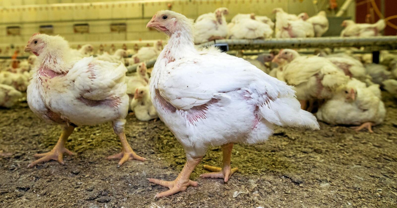 Nærmere 70 prosent av bøndene mener at dyrevernsorganisasjoner kommer til å gi misvisende informasjon om en tenkt dyrevelferdsskandale innen kyllingproduksjon, viser en undersøkelse fra Ruralis. Foto: Vidar Sandnes