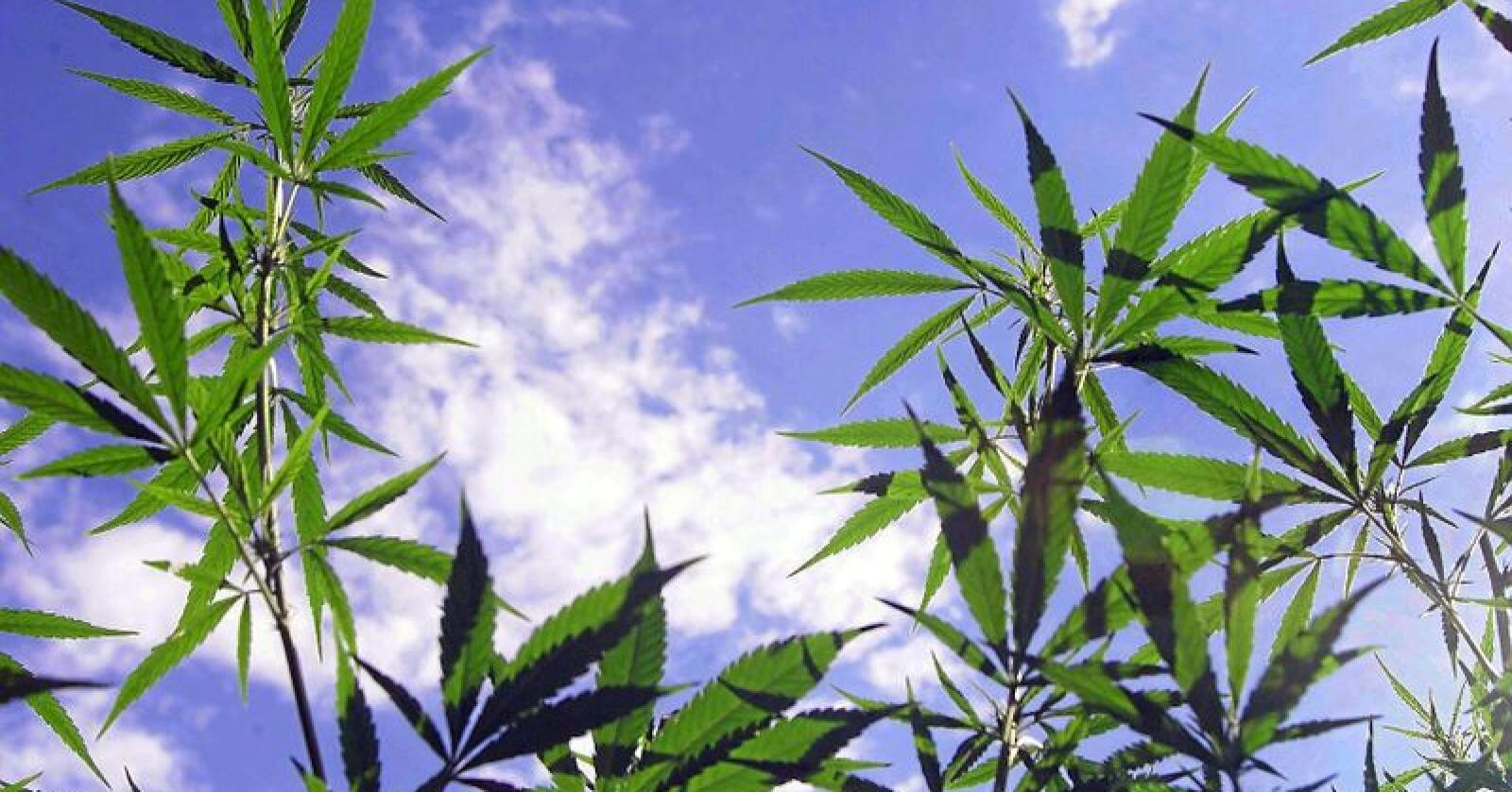 Dyrking av cannabis kan bli fremtiden for pelsdyrbønder, ifølge Venstre-politiker. Foto: Colourbox