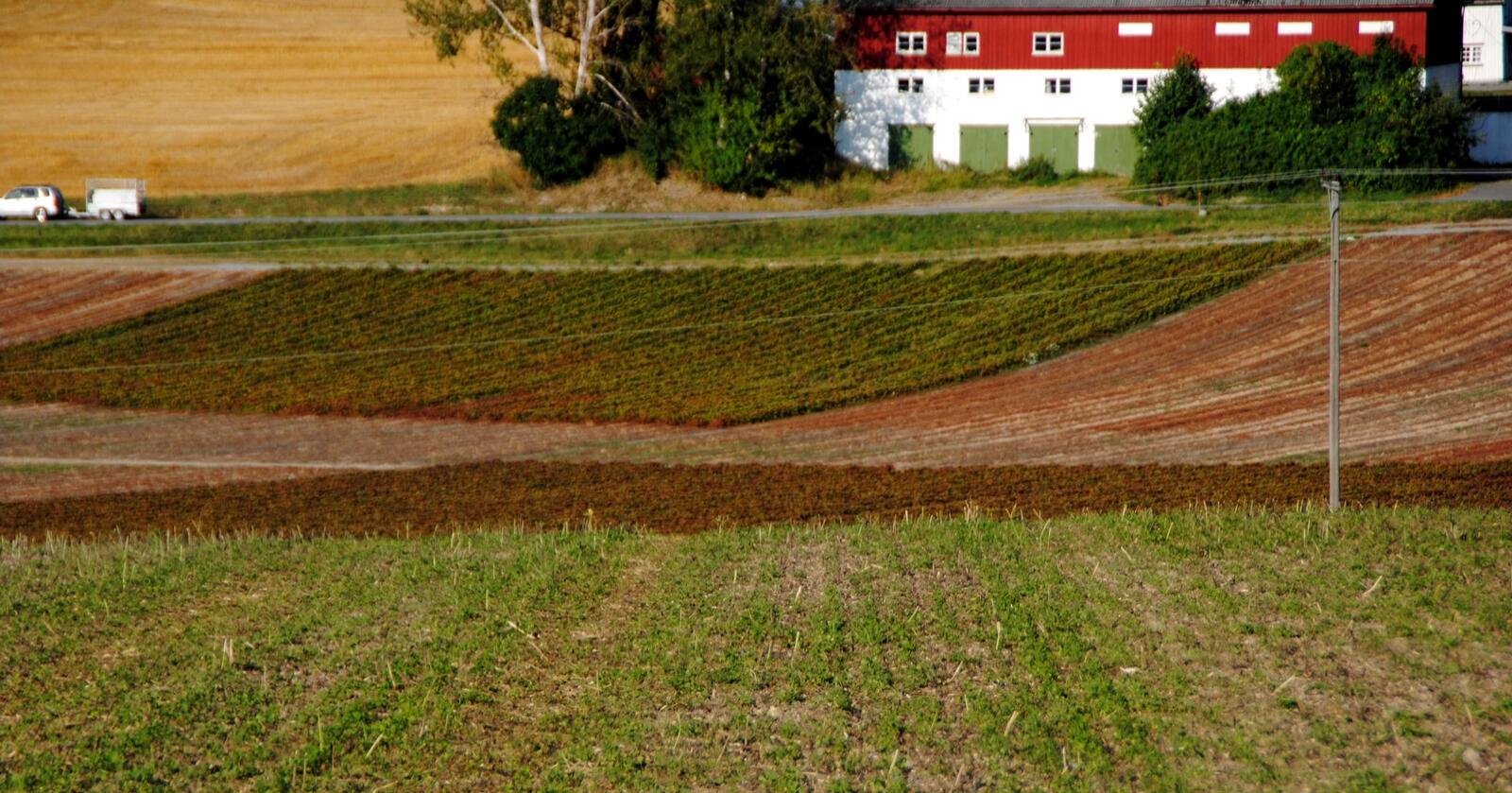 Forbedring av jordhelsen og lagring av mer karbon i jord er blant klimatiltak enkelte bønder har startet med. Her fra Ås i Akershus. Foto: Lars Bilit Hagen