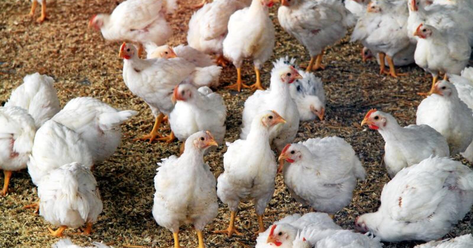 Mangel på karbondioksid gjør det vanskelig for britiske kyllingprodusenter å få bedøvet dyrene før slakt. Foto: Mostphotos