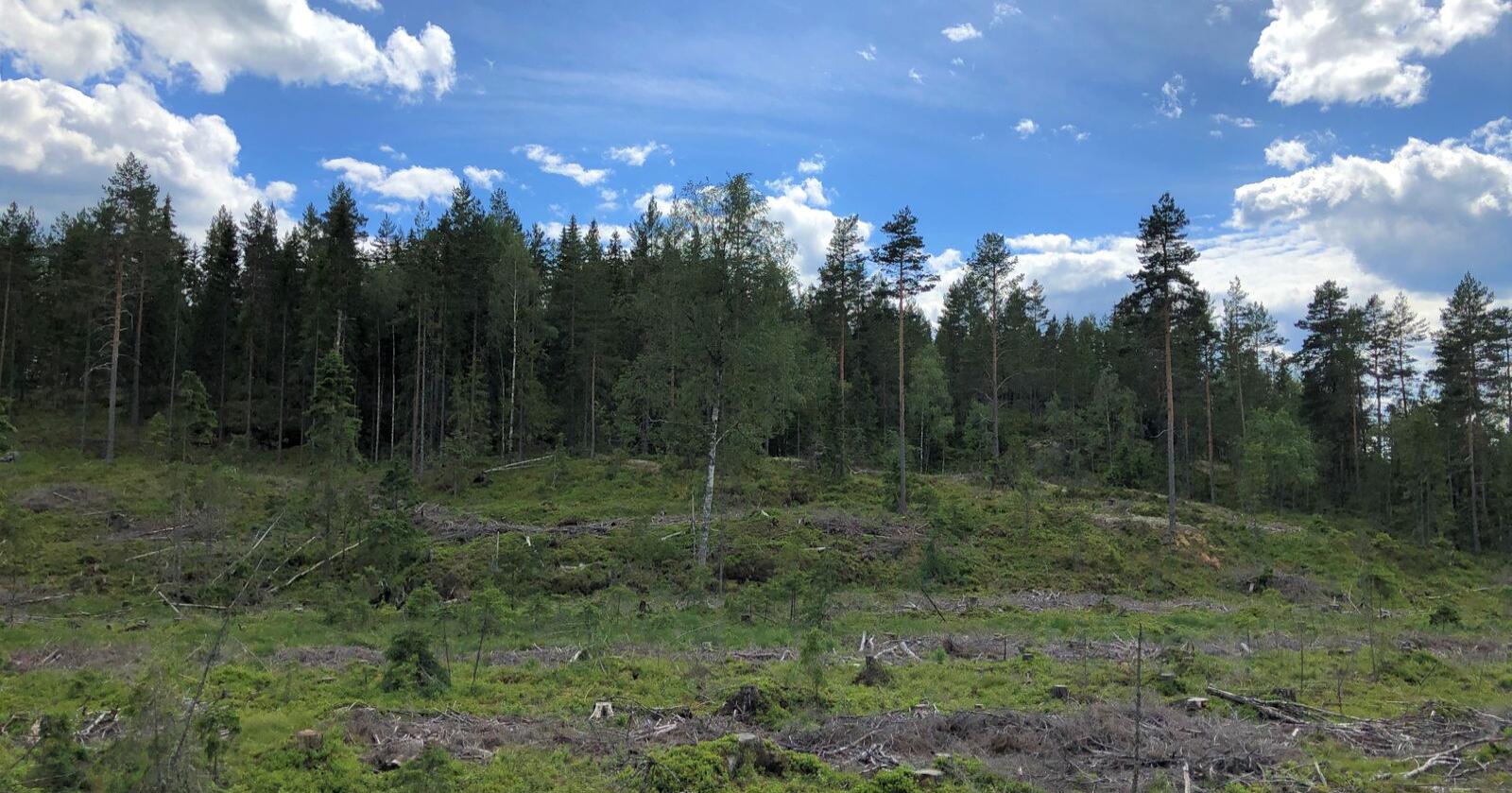 Ved en flatehogst hogges de fleste trærne på flata, deretter plantes det på nytt. Foto: Ida Aarø, Norges Skogeierforbund