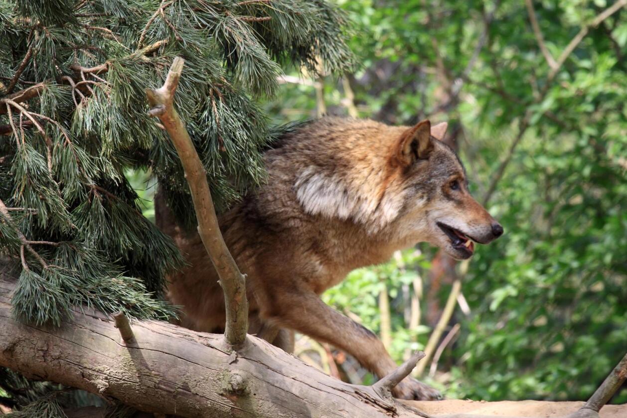 Vil ta ut inntil 36 ulver: Rovviltnemndene opprettholder vedtak om ulvejakt. Det skaper reaksjoner – i flere leire. (Foto: Colourbox)