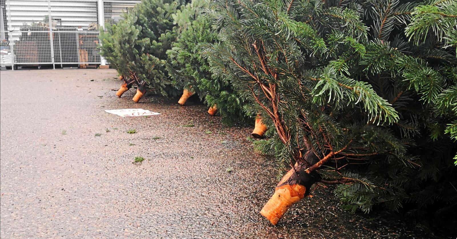 Prisen på norske juletrær er ventet å øke i år. Foto: Jon-Fredrik Bækgaard Klausen