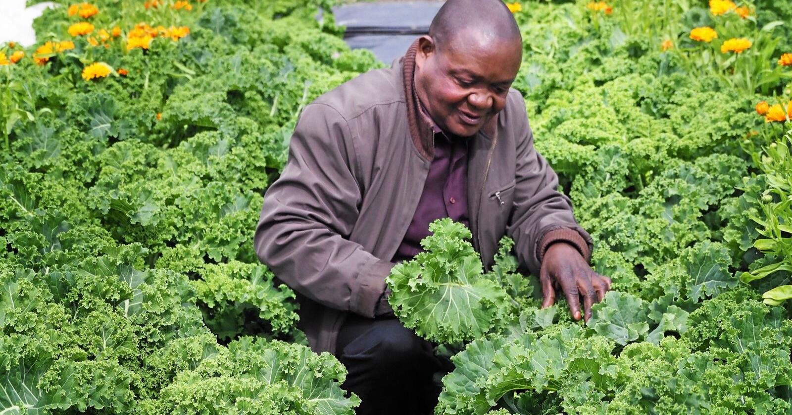 Innvandrerne har gjort Norge rikere, på så mange vis. Her er Richard Mukoyo i grønnsaksåkeren på Tolga i Nord-Østerdalen. Foto: Siri Juell Rasmussen