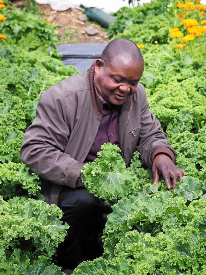 Richard Mukoyo tar en kikk på noen av grønnsakene som ble satt i jorda på begynnelsen av sesongen. Foto: Siri Juell Rasmussen