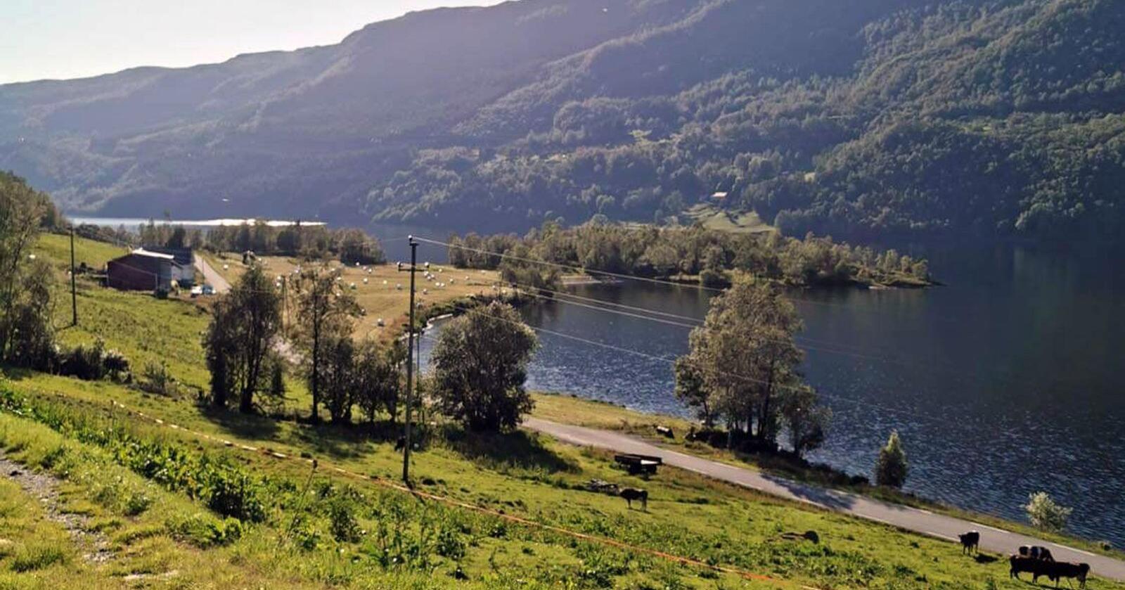 Fjellgardsvatnet i Vindafjord kommune kan bli drikkevannskilde. Det bekymrer bøndene som frykter restriksjonene som da vil følge. Foto: Privat