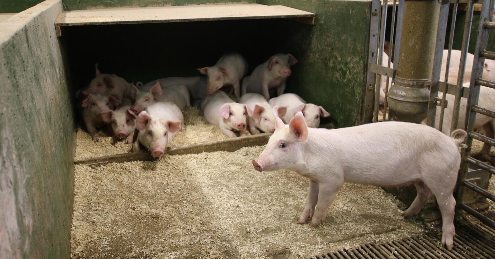Dyrevelferdsprogrammet registrerer framgang på flere velferdskriterier på gris. Mattilsynet synes imidlertid det er for mange avvik. Foto: Dag Idar Jøsang