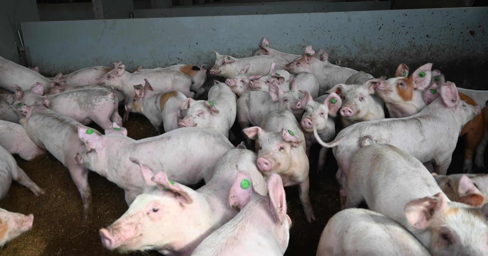 Svinekjøtt: Nortura, Norsvin, Bondelaget og Småbrukarlaget mener det er Omsetningsrådet som bør fastsette grensa for hvor mye svinekjøtt som kan fryses inn – ikke Stortinget. (Foto: Marit Glærum)