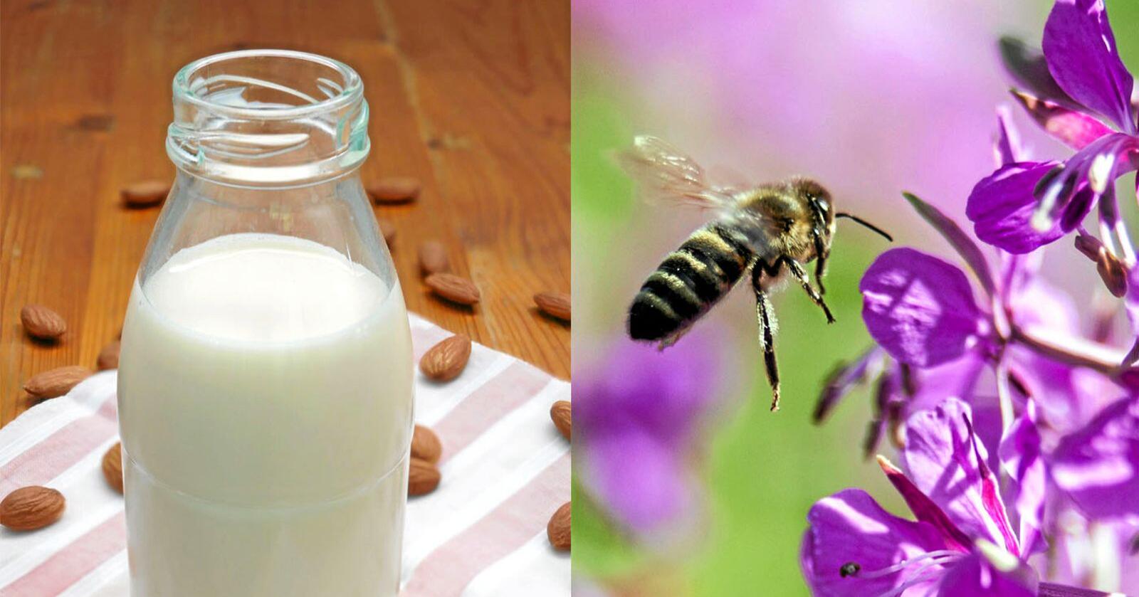Mandelmjølk har blitt veldig populært dei siste åra. Det er ikkje nødvendigvis så gode nyheiter for honningbier. Foto: Mostphotos og Paul Kleiven / NTB scanpix