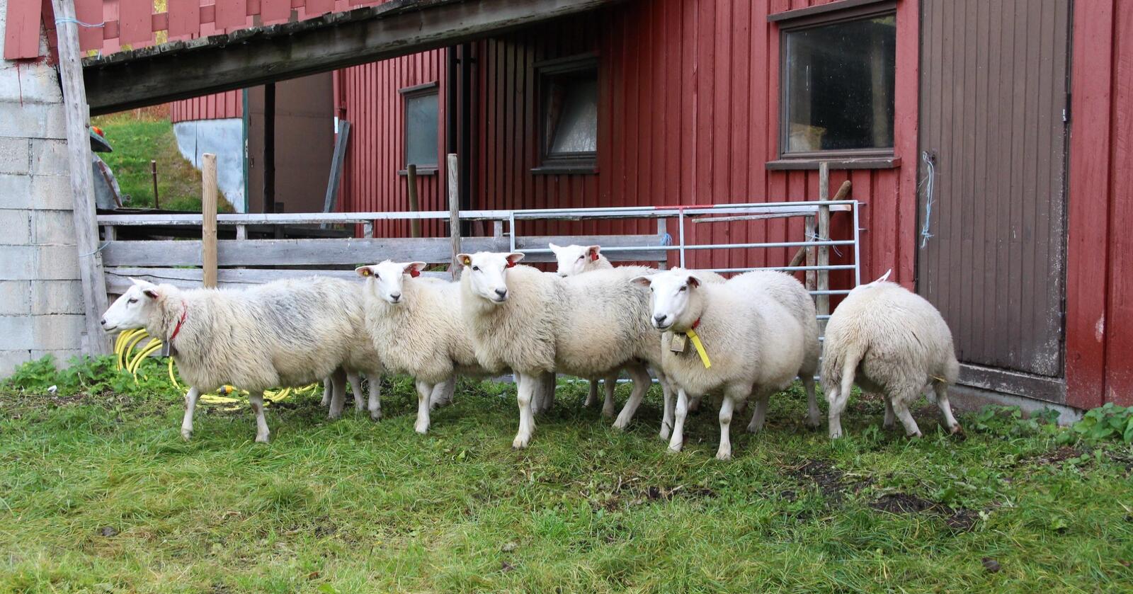 MER VERDT: Bedret markedssituasjon for lammekjøtt, gir sauebonden bedre betalt. Foto: Kristin Bergo