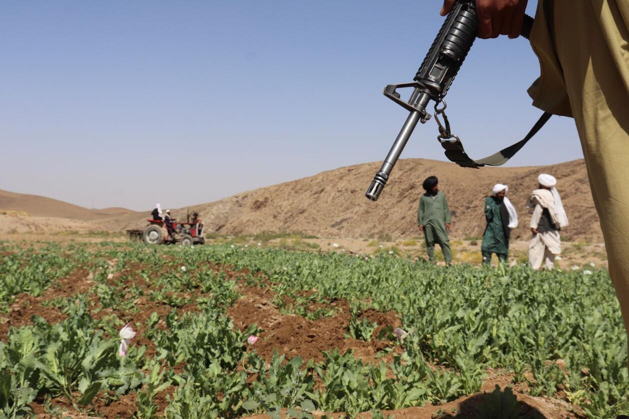 Taliban rydder en åker for valmueplanter i Washir-distriktet i Helmand-provinsen. Taliban har startet en kampanje for å utrydde valmuedyrking, med sikte på å få en slutt landets enorme produksjon av opium og heroin, men bøndene frykter at deres levebrød forsvinner i en tid med økende fattigdom. Foto: Abdul Khaliq / AP / NTB