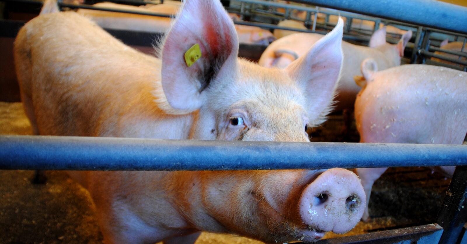 Kan skje alle: Dyretragedier kan skje i alle produksjoner. En havarikommisjon for svin er derfor ingen løsning, skriver innsenderne. Disse grisene har det bra og har ingenting med dyretragediene å gjøre. Illustrasjonsfoto: Lars Bilit Hagen
