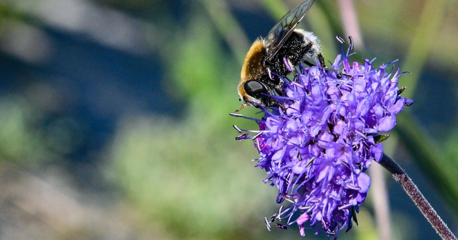 Humler er viktige for pollinering av både ville blomster og mange kulturplanter. Det finnes 35 arter av humler i Norge, i følge Store norske leksikon. Bildet viser en av humleartene på blåknappblomst. (Foto: Marie Hatlevoll)