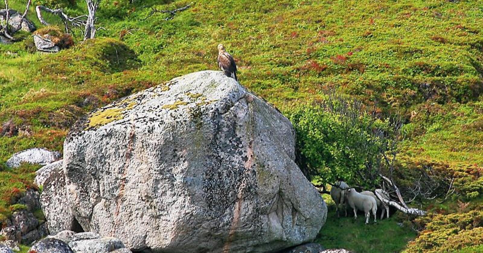 Bjørn Tore Søfting har mistet mange lam på beite til ørna de siste årene. Han sier det er vanskelig å dokumentere når ørna ofte spiser opp alt i løpet av kort tid.