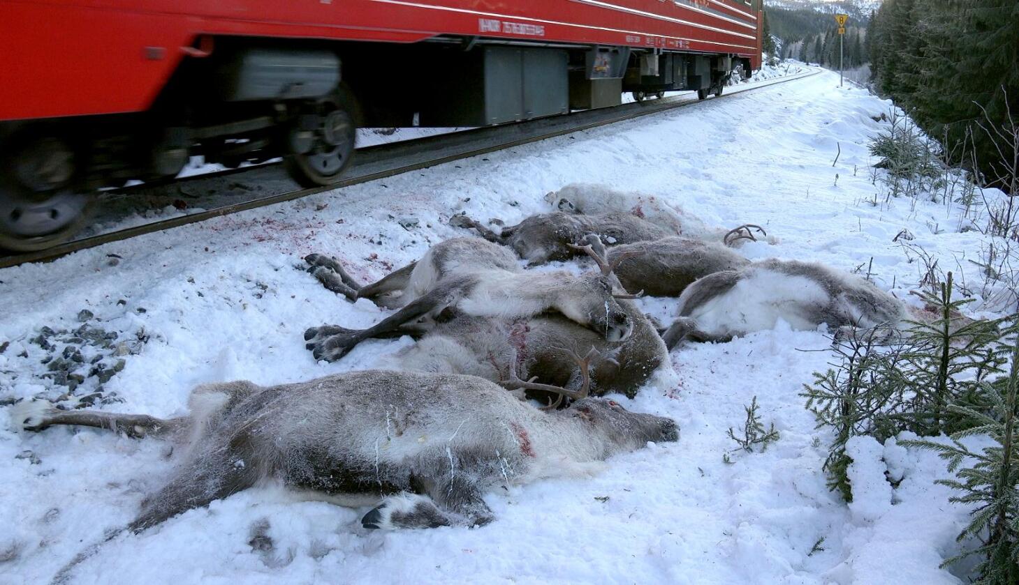 Påkjørt: Reinsdyr har blitt påkjørt av toget langs Nordlandsbanen. Foto: John Erling Utsi