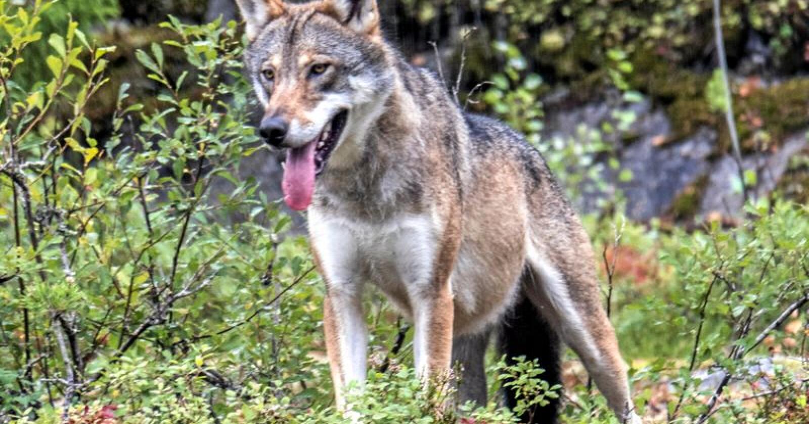 Lisensjakta starter ikke før mandag 1. oktober, men allerede lørdag formiddag fikk politiet melding fra et jaktlag i Øyerfjellet om at en ulv var skadeskutt. Foto: Paul Kleiven / NTB scanpix
