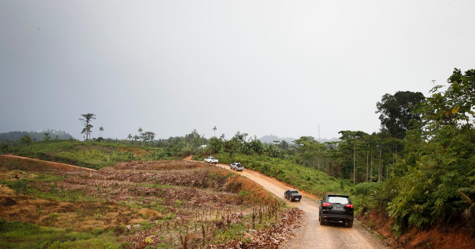 Indonesia har mista mykje regnskog til avskoging. Foto: Heiko Junge / NTB