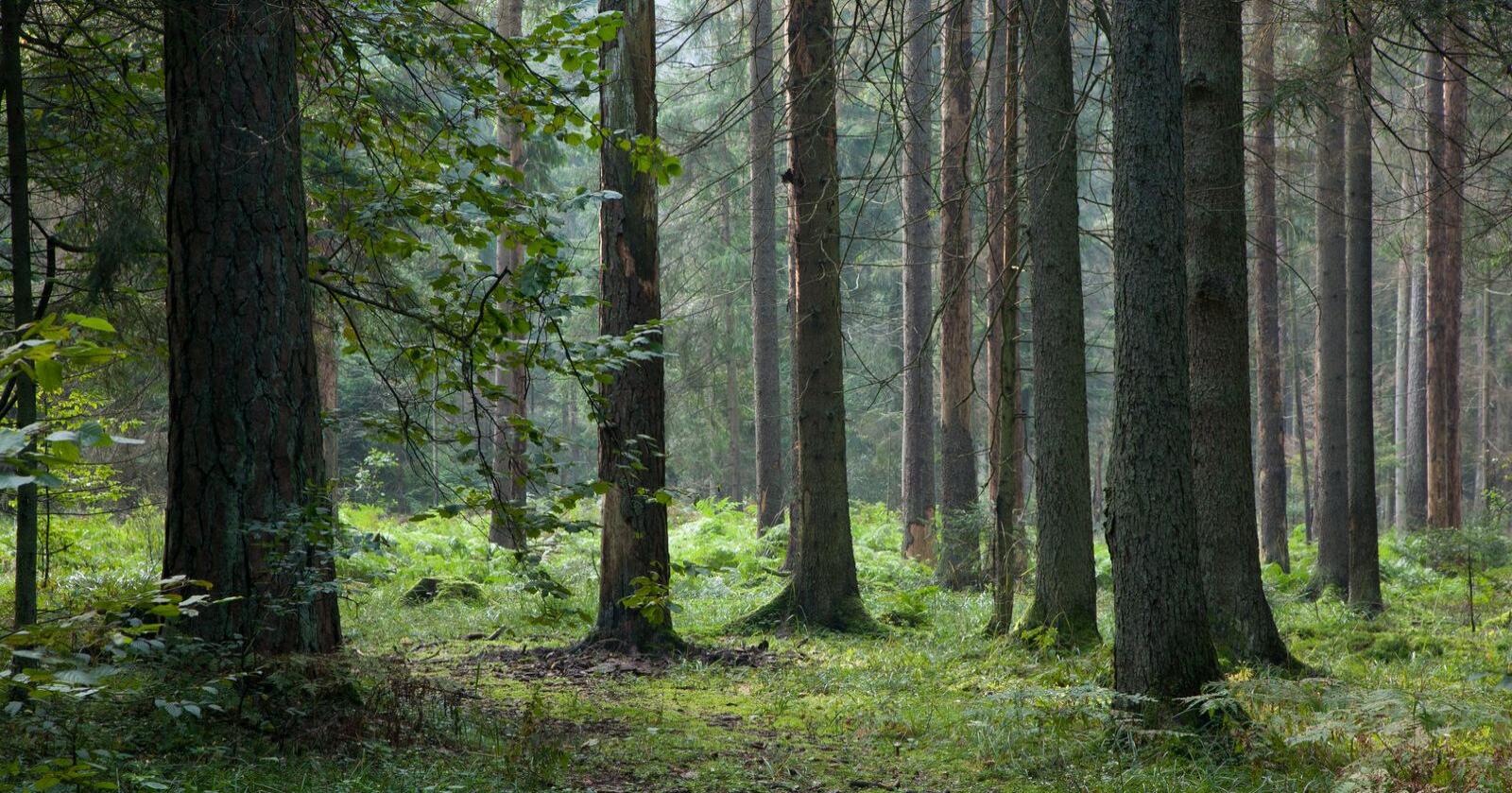 Frykt: Skognæringen ønsker ikke «innblanding» fra andre og er livende redde for biologisk kunnskap og artskunnskap som de selv mangler, skriver innsenderen. Foto: Mostphotos