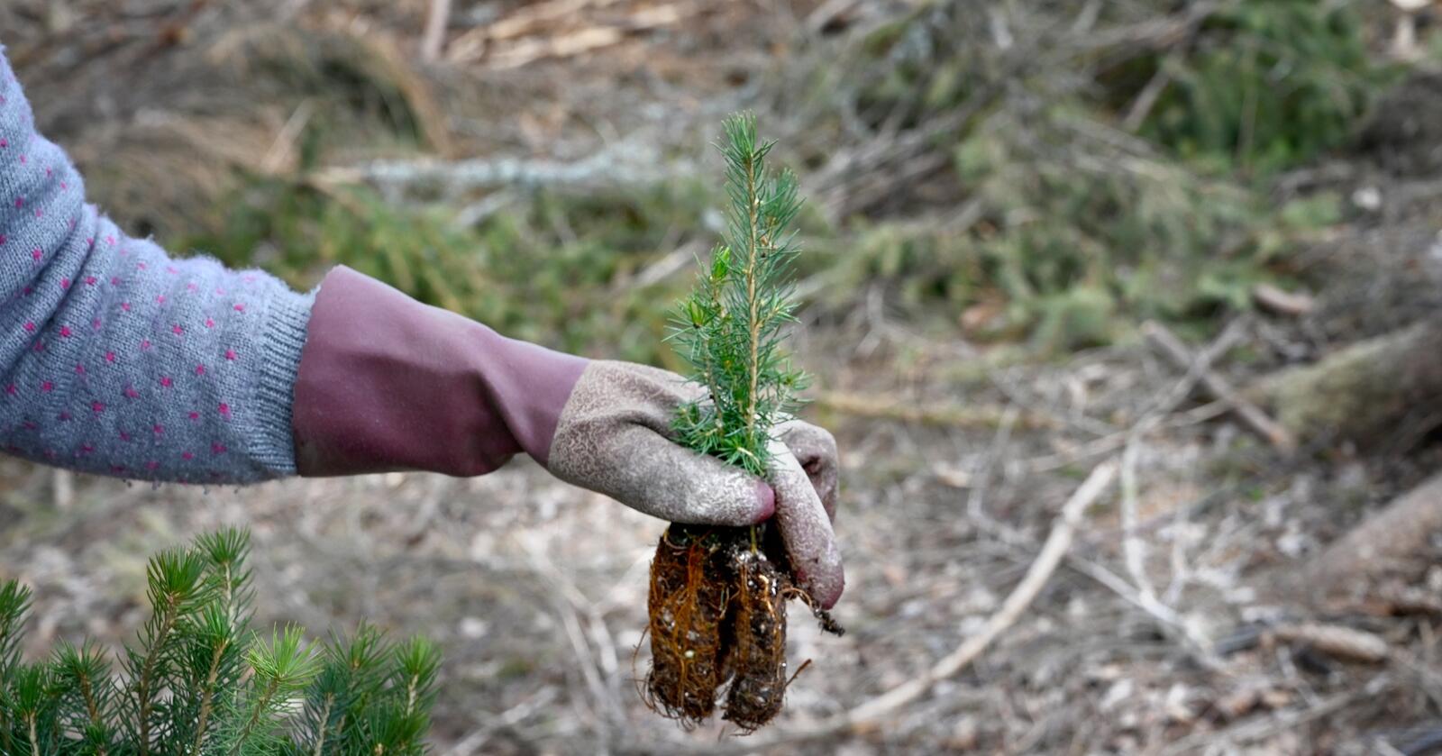 Regjeringen innrømmer at mindre penger til tiltak som skogplanting kan føre til redusert opptak av CO2. Foto: Mariann Tvete