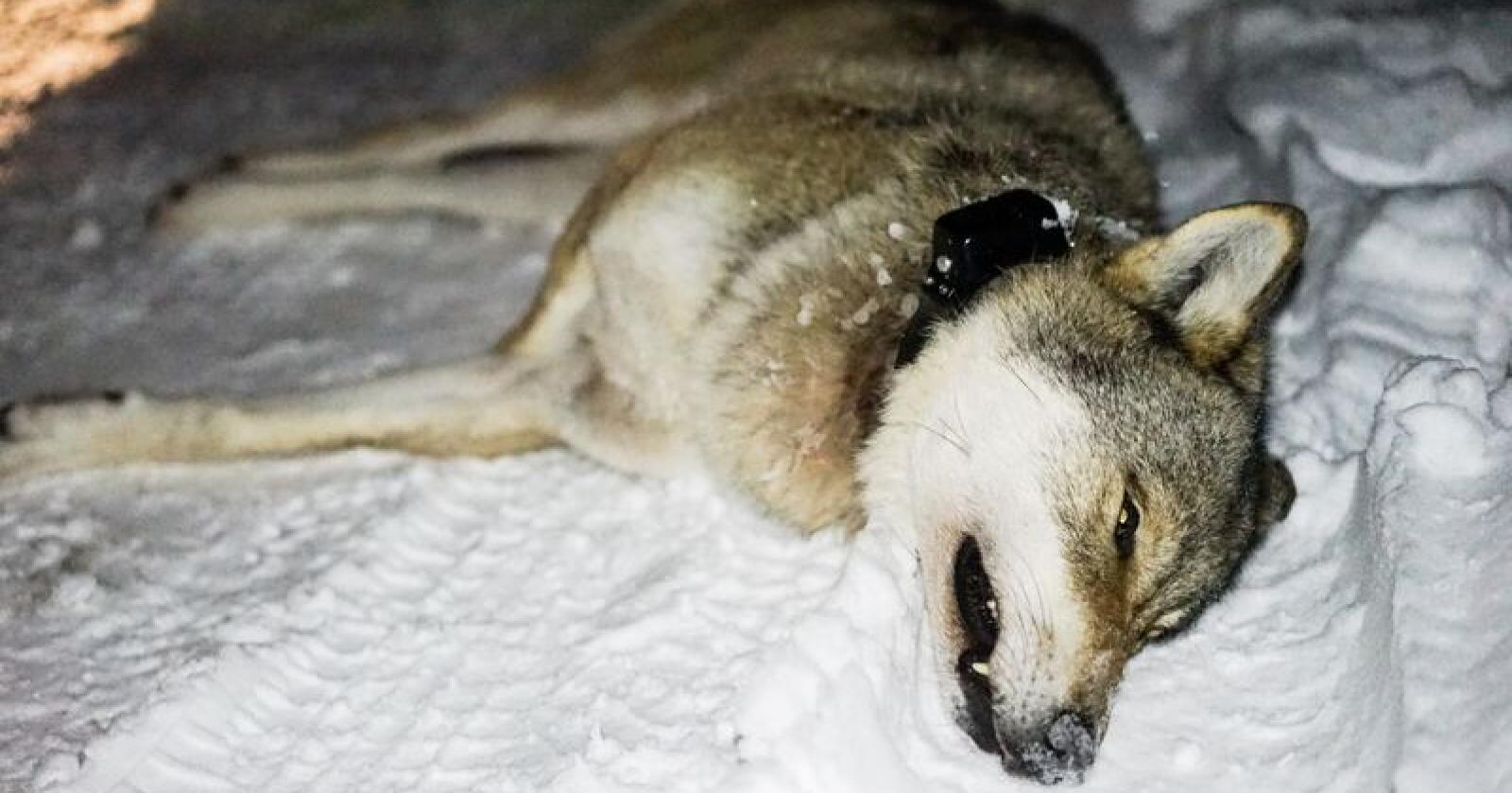 En norsk ulv ble skutt i Stockholm i forrige uke. Ulven på bildet ble skutt i forbindelse med lisensjakta i Osdalsreviret 3. januar. Foto: Benjamin Hernes Vogl