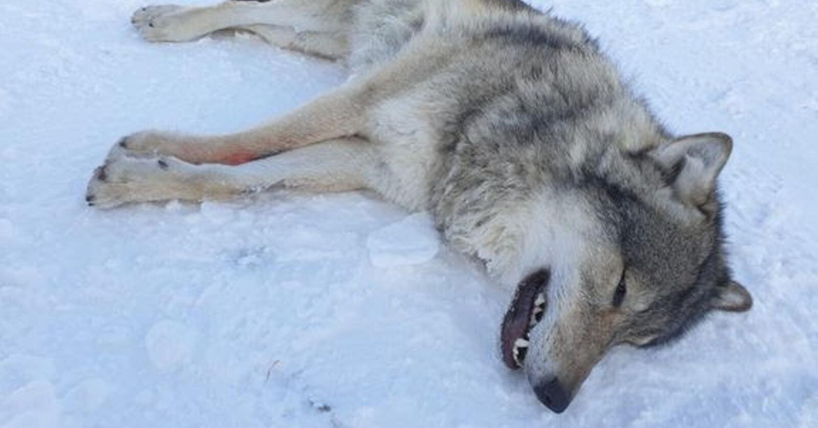 Ulven som ble bedøvet og flyttet 14. november i fjor. Foto: Statens naturoppsyn/Miljødirektoratet.