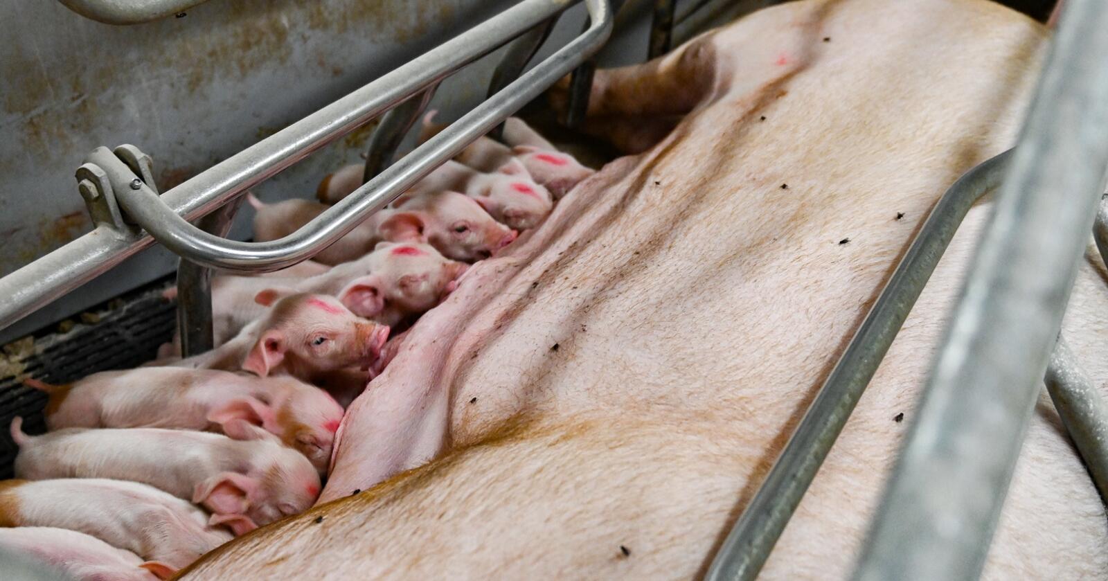 Svinenæringa i mange EU-land er hardt pressa, både forbruk og produksjon går tilbake i 2022. Illustrasjonsfoto: Marie Hatlevoll 