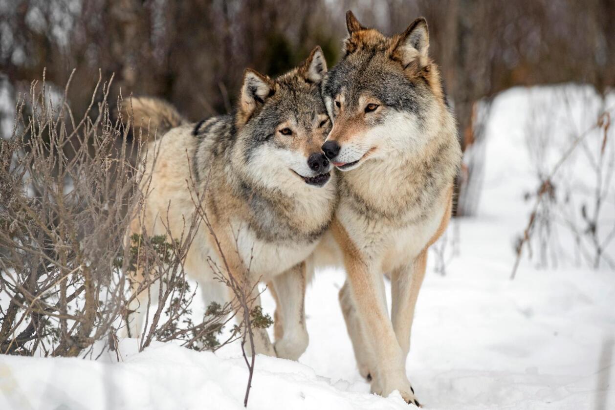 Ulv: Det er uenighet mellom Bondelaget og WWF/Naturvernforbundet om hvor mange ulver det er i Norge.  Foto: Heiko Junge / NTB scanpix