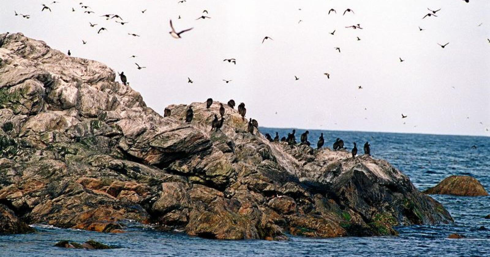 Færre: De ti siste årene har tilbakegangen for kystnære sjøfugler vært på rundt 30 prosent. Foto: Lise Åserud/NTB scanpix