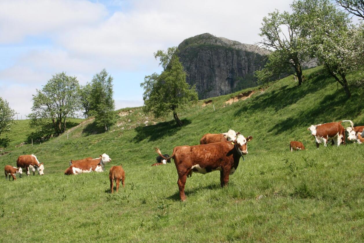 Tapsprosjekt: Antibiotika til produksjonsdyr koster bærekraft. Norge bruker minst i klassen. Foto: Bjarne Bekkeheien Aase.