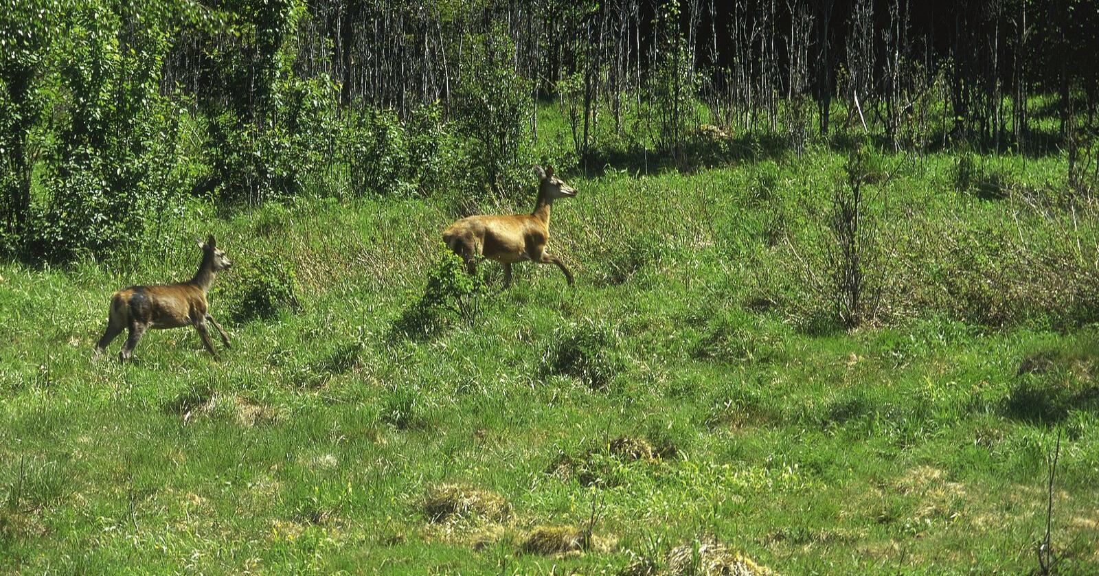 Atle Mysterud har analysert data fra bestandsovervåkning av hjortedyr i samarbeid med NINA helt siden 1999. Mysterud betegner utviklingen av hjortebestanden som formidabel. På noen områder er avlingstapene over 50 prosent, sier han. (Foto: Norsk Landbruk)