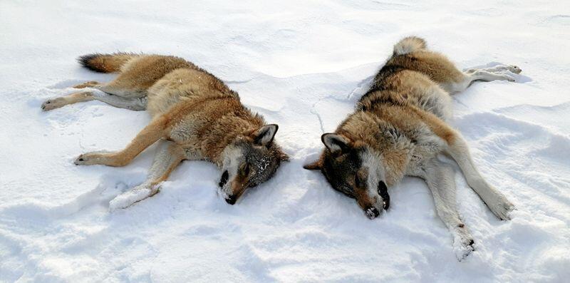 To ulver skutt i Rendalen i 2019. Foto: Statens Naturoppsyn